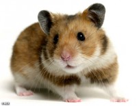 /album/mundo-mascota/hamster-1-jpg/
